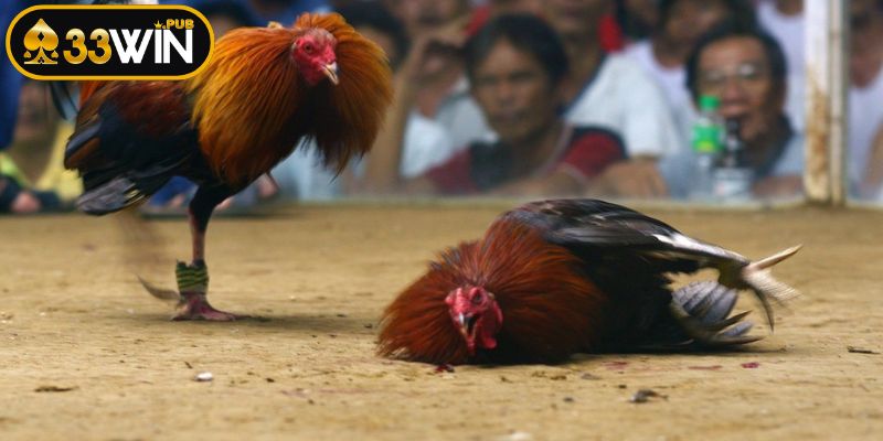 Dựa trên kinh nghiệm thực chiến và quan sát chi tiết
