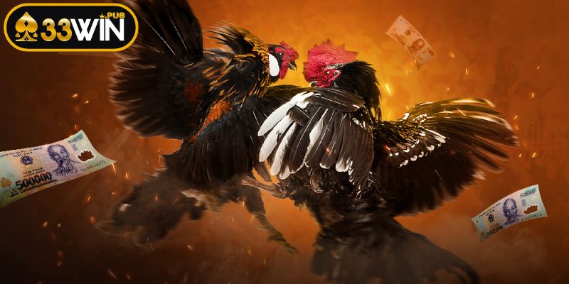 Phân biệt giống chiến kê