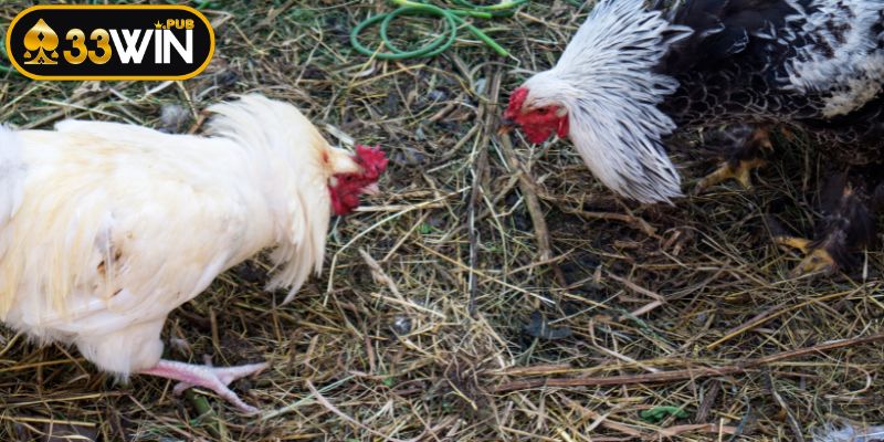 Bí quyết thành công trong cẩm nang đá gà