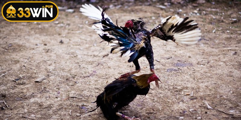 Cẩm nang đá gà thông tin được kiểm duyệt