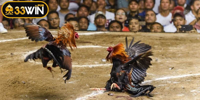 Đá gà 33WIN bình luận viên chuyên nghiệp