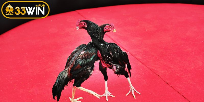 Những lưu ý quan trọng khi tham gia đá gà cựa sắt 33WIN
