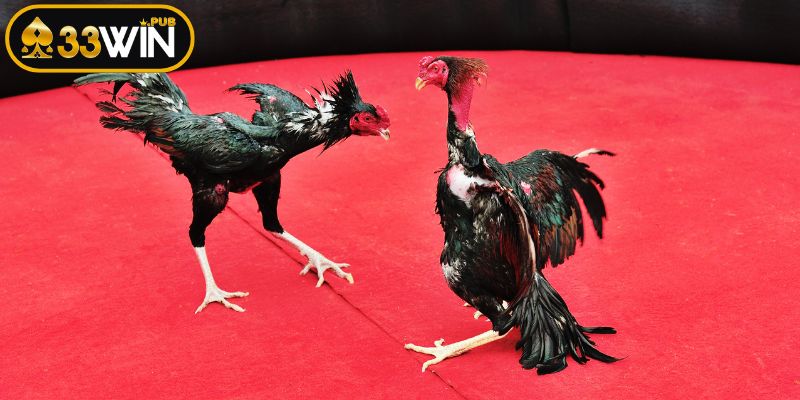Tuyển chọn và huấn luyện đá gà cựa sắt